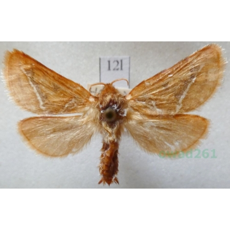 Triodia sylvina (Linnaeus, 1761) male Krótkowąs sylwina Czech12l